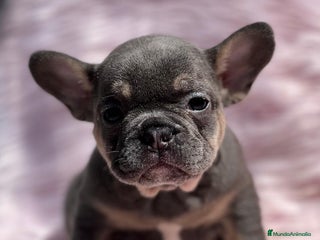Bulldog Francés perros en Barcelona - Anuncio 41