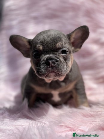 Bulldog Francés perros en Barcelona - Anuncio 13