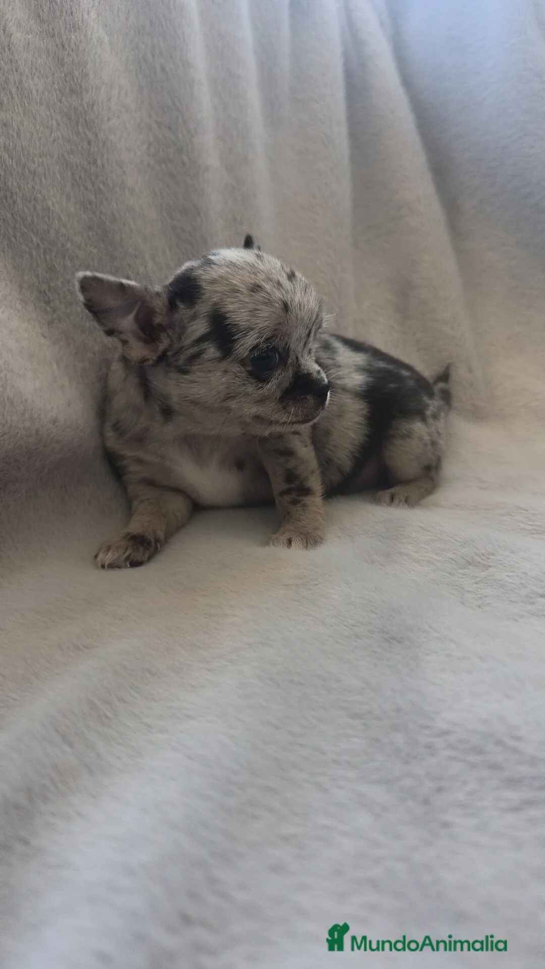Chihuahua perros en venta: Chihuahua hembra Toy Merle de calidad  - Anuncio 12