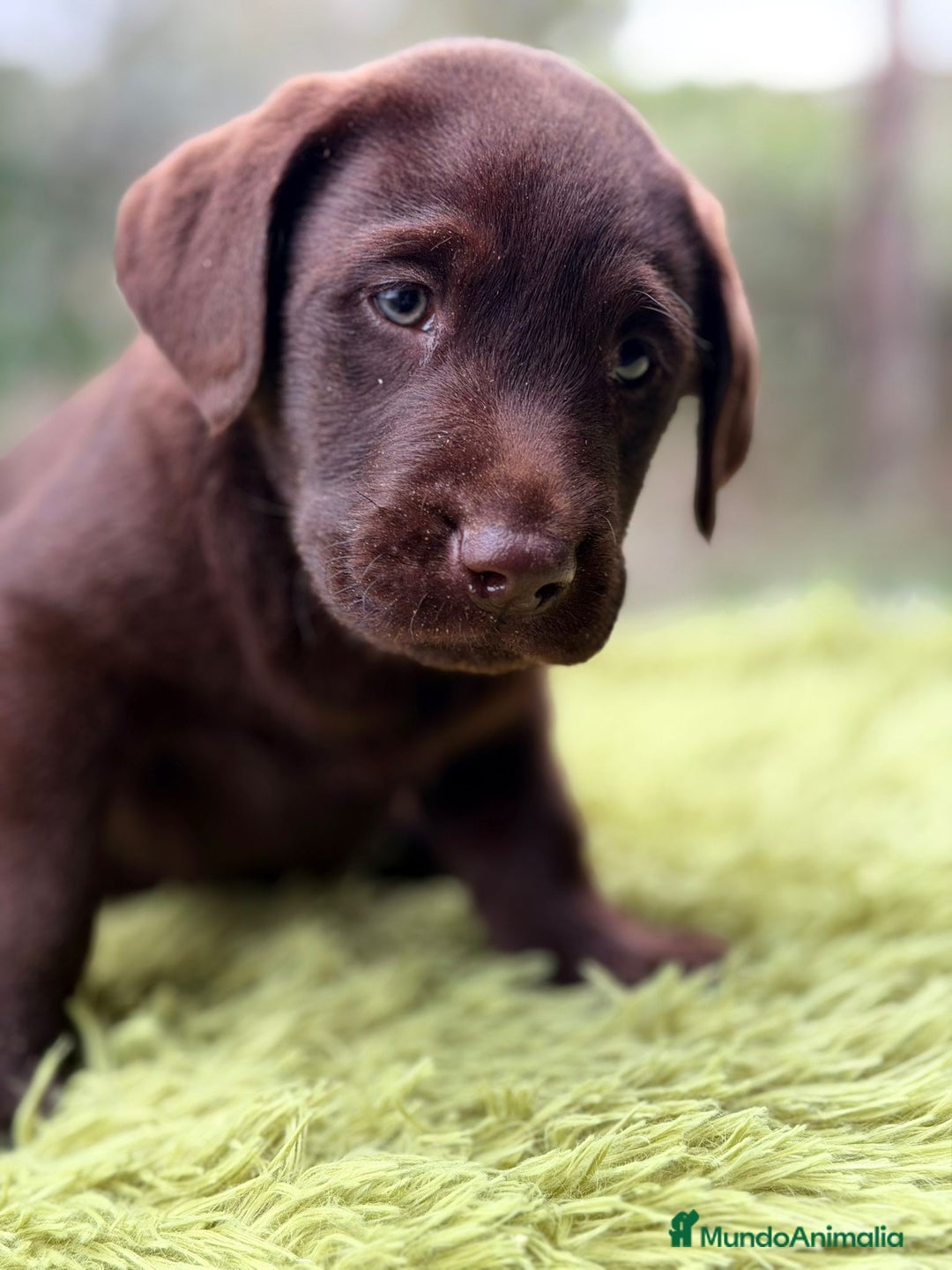 Labrador Retriever perros en venta: Labrador chocolate  - Anuncio 7