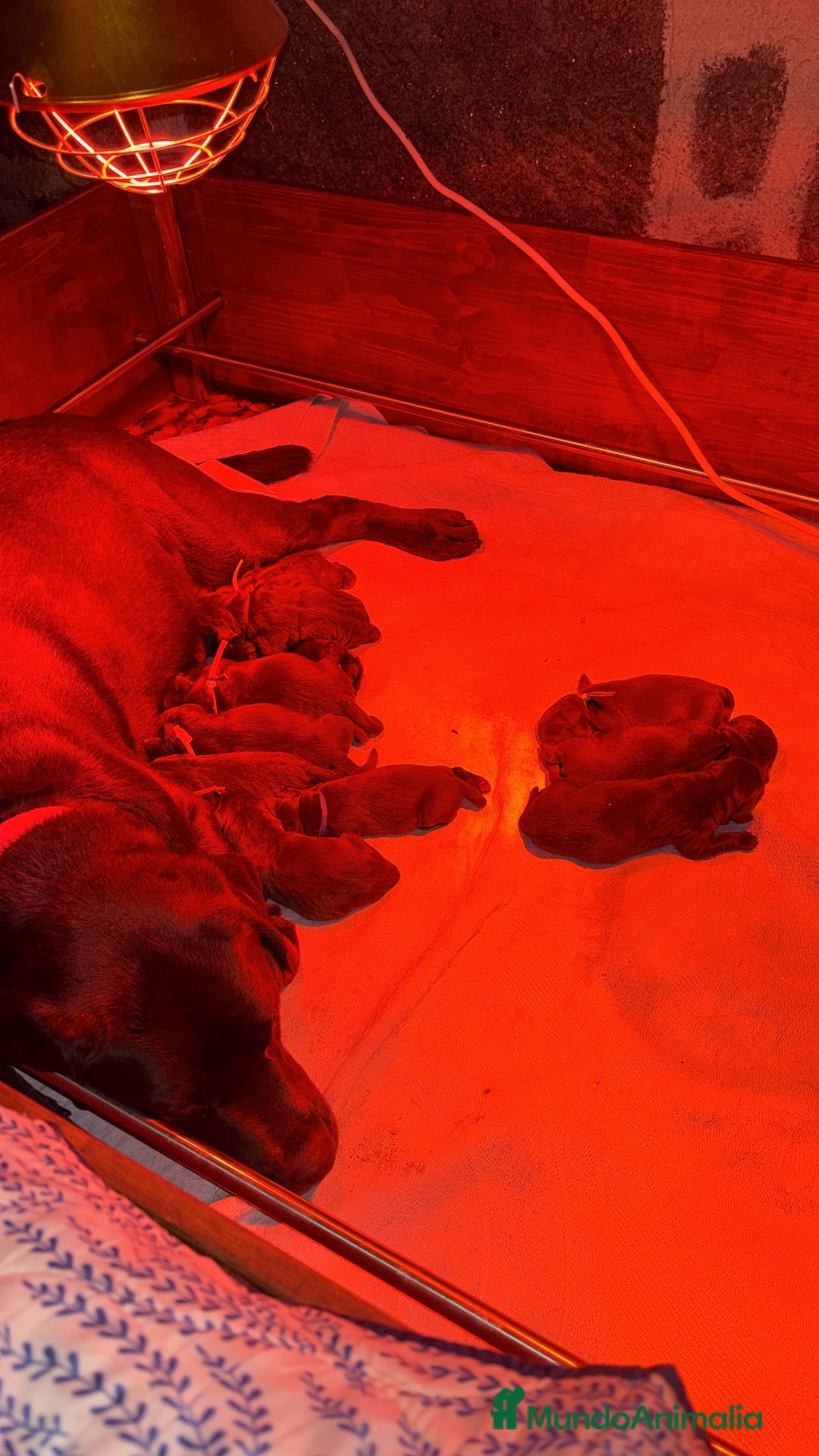 Labrador Retriever perros en venta: Camada espectacular de labradores chocolate - Anuncio 4