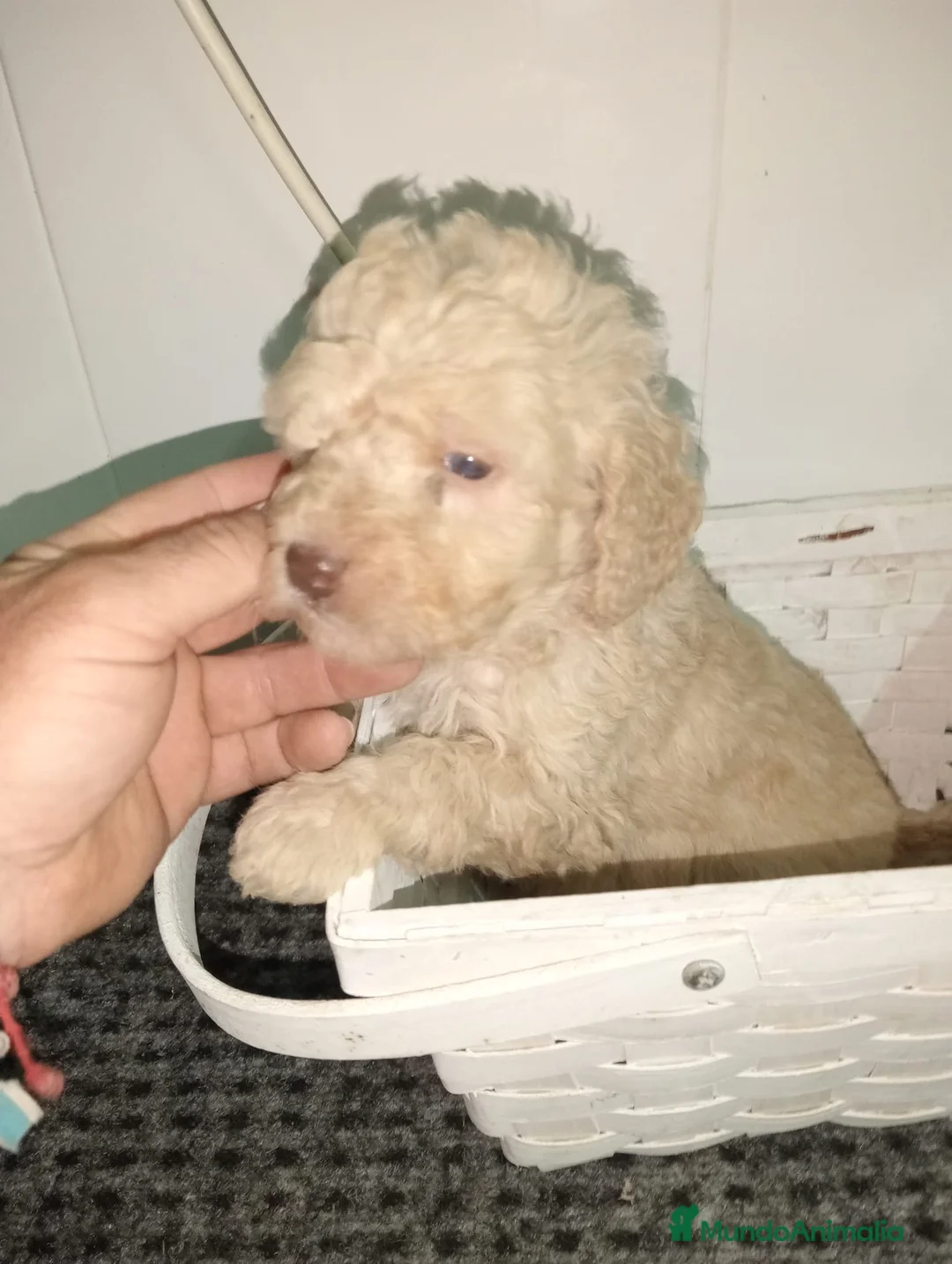 Perro de Agua Español perros en venta: Perro de agua  - Anuncio 2