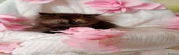 Persa gatos en venta: Disponible persa himalayo una pareja - Anuncio 6