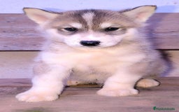 Husky Siberiano perros en venta: cachorros de husky siberiano - Imagen 21