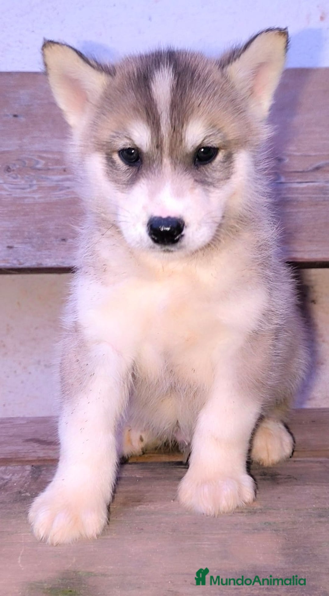 Husky Siberiano perros en venta: cachorros de husky siberiano - Imagen 21