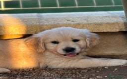 Golden Retriever perros en venta: Golden retriever  - Imagen 4