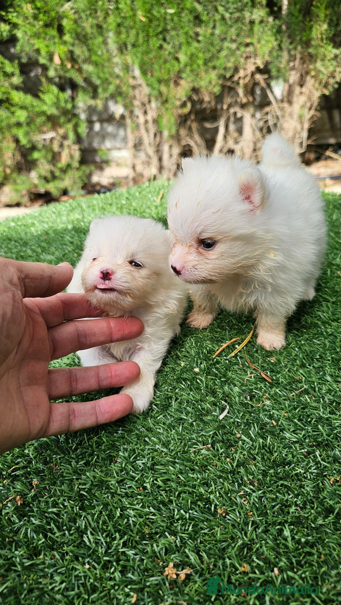 Pomerania perros Cachorritos Pomerania mini toy - Anuncio 1