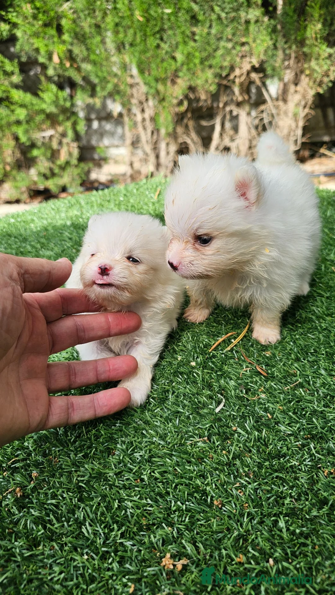 Pomerania perros en venta: Cachorritos Pomerania mini toy - Anuncio 1