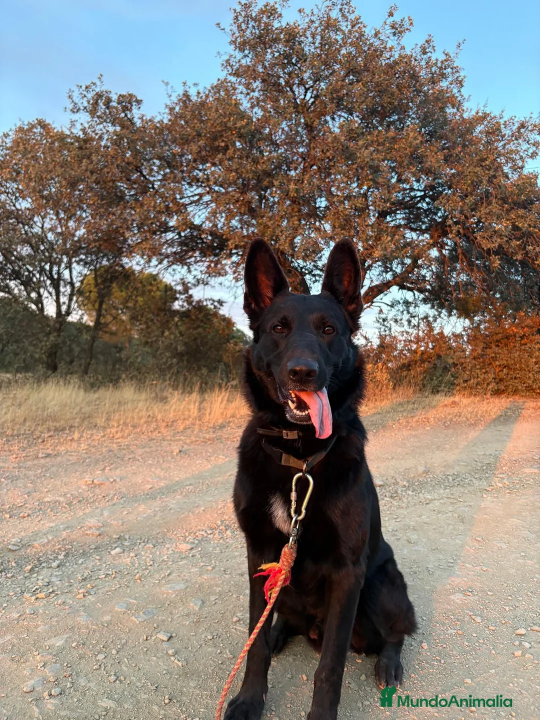 Pastor Belga Malinois perros en venta: Pastor belga  - Anuncio 4