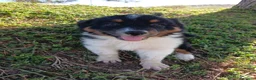Pastor Australiano perros en venta: PASTOR AUSTRALIANO  - Anuncio 8