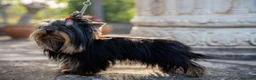 Yorkshire Terrier perros en venta: Camada Yorkshire Terrier  - Anuncio 8