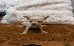 Ratón de Praga perros en venta: Ratón de praga  - Imagen 2