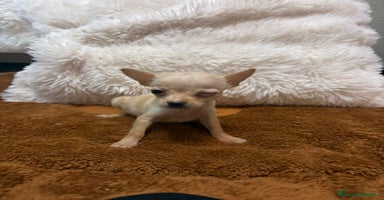 Ratón de Praga perros - Anuncio 4