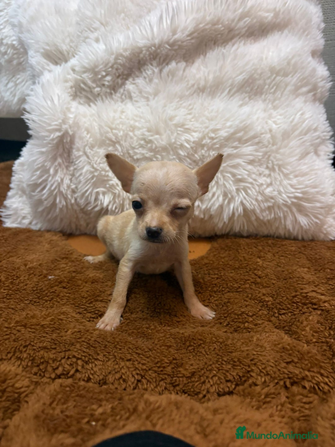 Ratón de Praga perros en venta: Ratón de praga  - Imagen 2