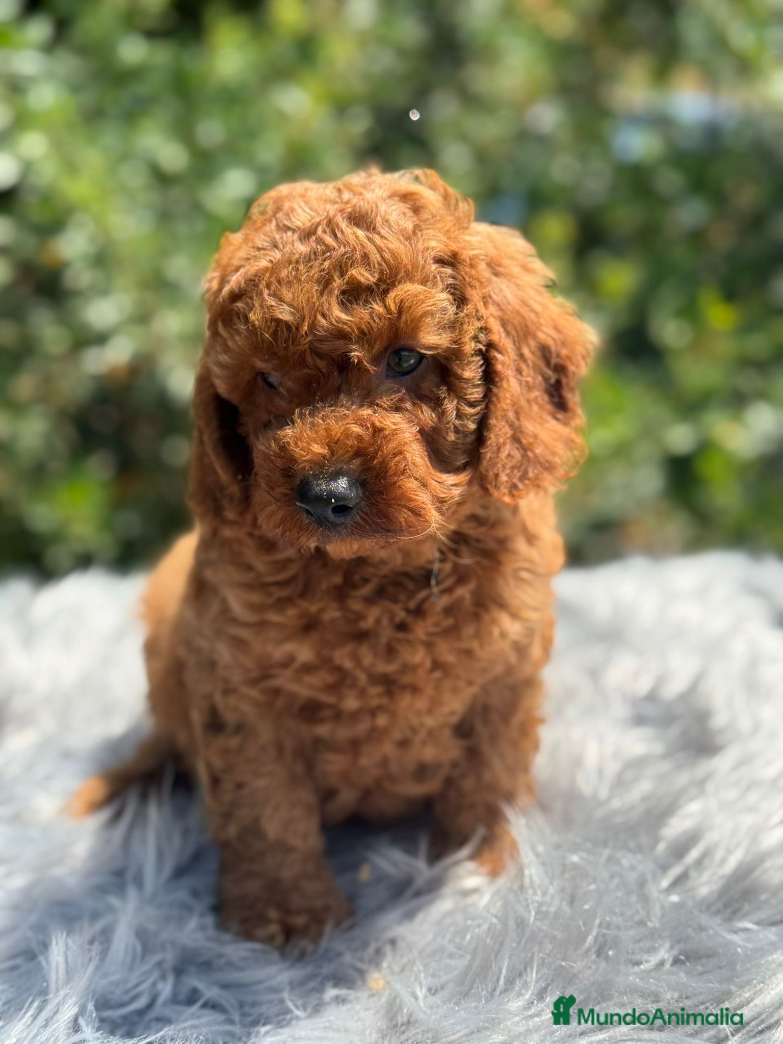 Caniche Enano perros Caniche enano rojo  - Anuncio 8