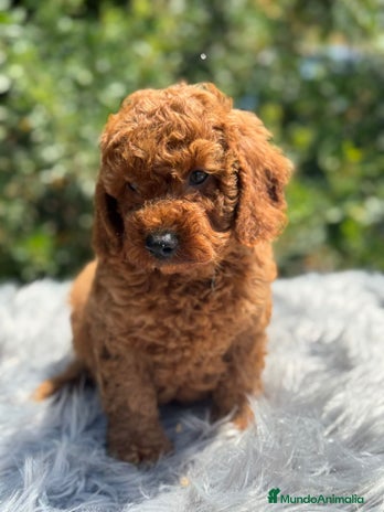 Caniche Enano perros - Anuncio 3