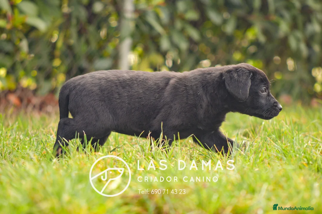 Labrador Retriever perros en venta: Hembra de labrador negro - Anuncio 2