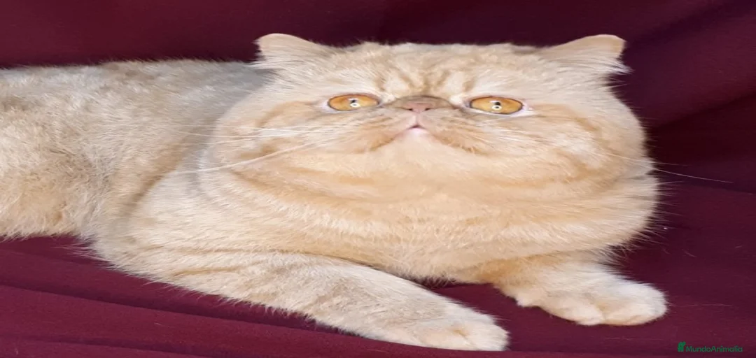 Imagen de galería {{count}}