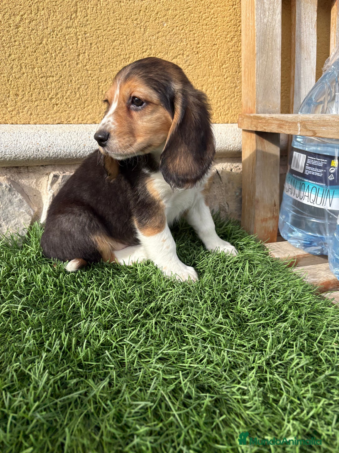 Beagle perros en venta: Cachorro macho de Beagle  - Anuncio 16