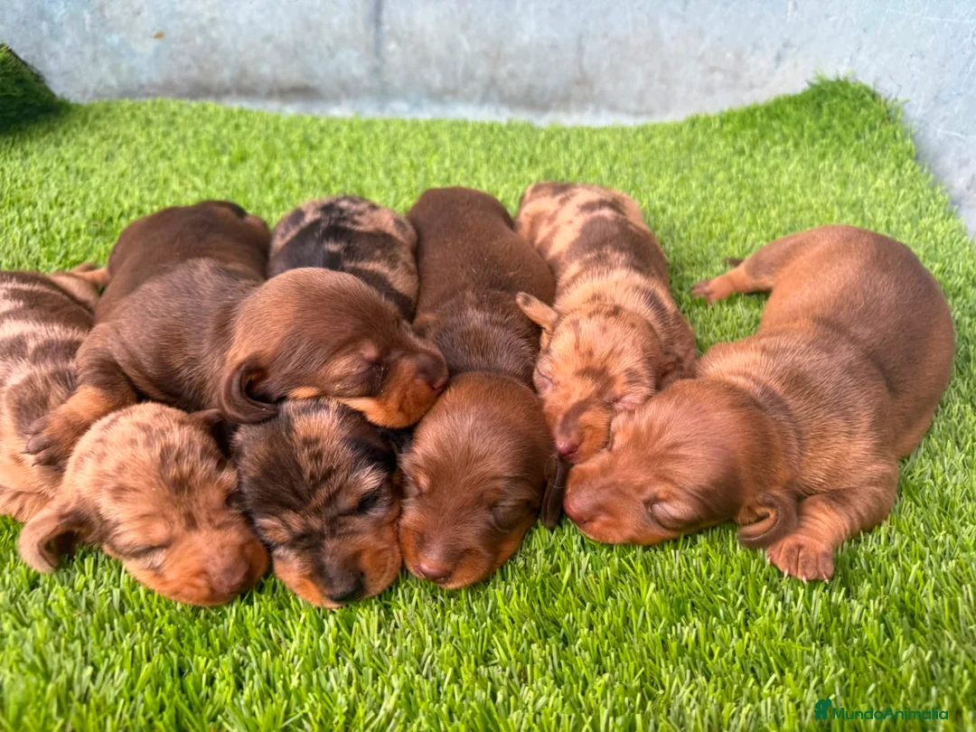 Teckel Miniatura perros en venta: TECKEL MINIATURA - Anuncio 7