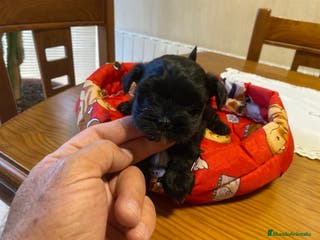 Maltipoo perros Maltipoo Hembra Negra - Anuncio 2