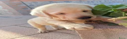 Labrador Retriever perros en venta: Labrador retriever dorado disponible  en Huelva - Anuncio 11