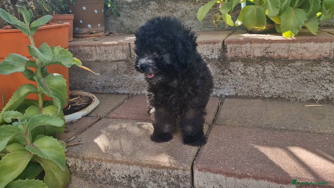 Caniche Enano perros en venta: Caniches enanos color plata - Imagen 3