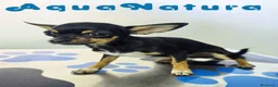 Chihuahua perros en venta: Chihuahua Hembra 1921 AQUANATURA - Anuncio 1
