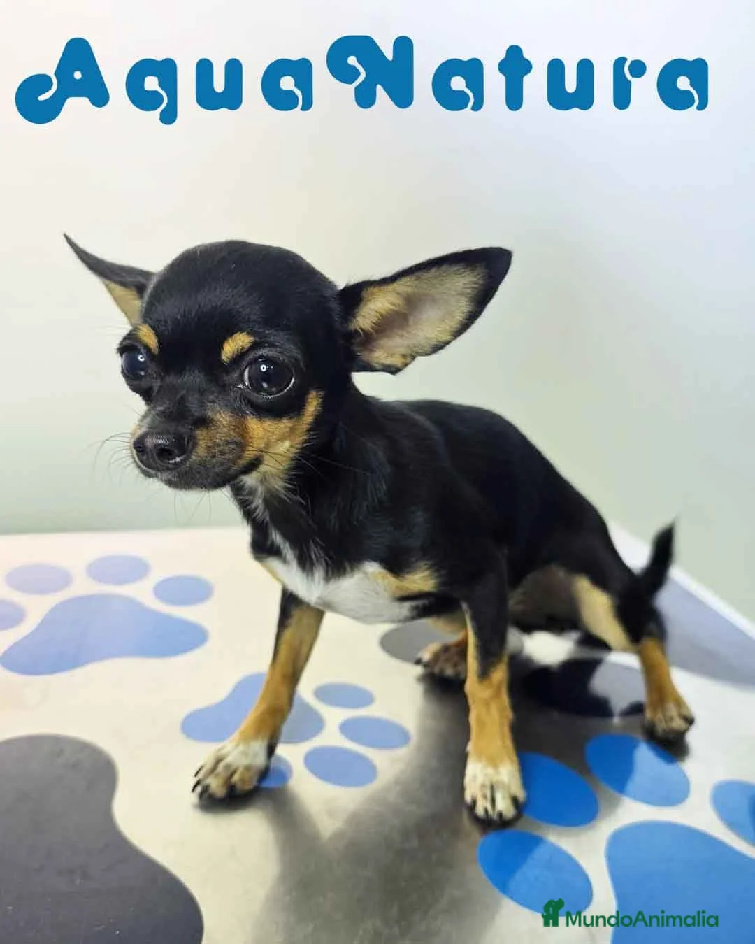 Chihuahua perros en venta: Chihuahua Hembra 1921 AQUANATURA - Anuncio 1