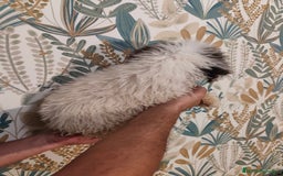 Perro de Agua Español perros en venta: Perra de aguas - Imagen 4