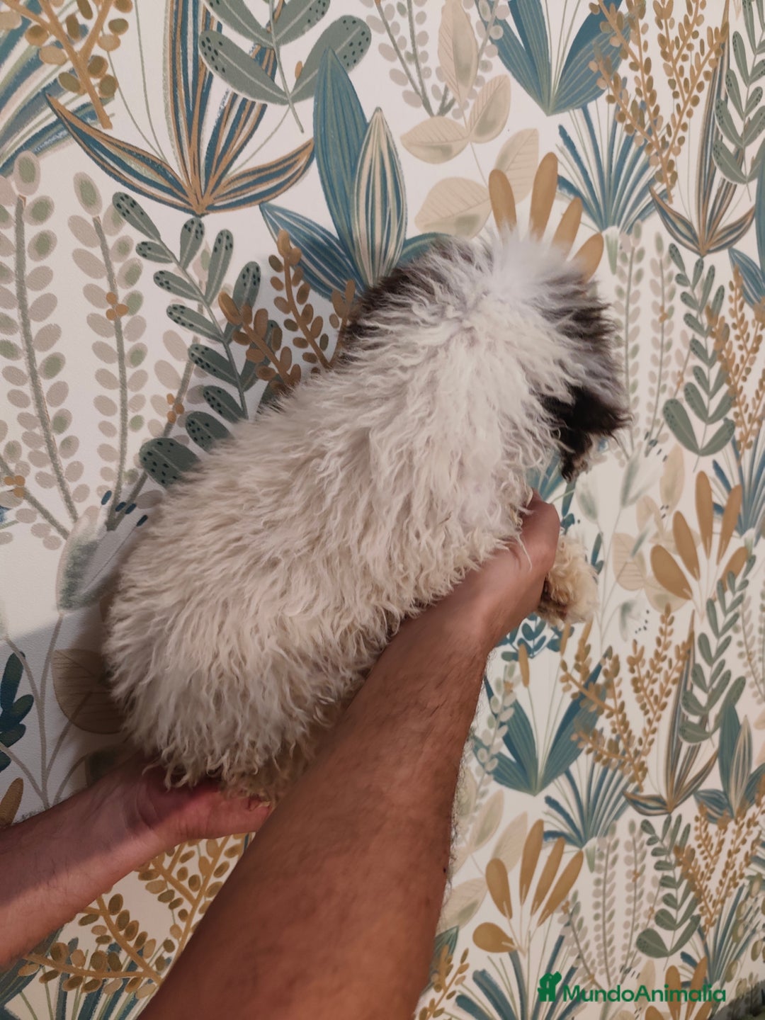 Perro de Agua Español perros en venta: Perra de aguas - Imagen 4