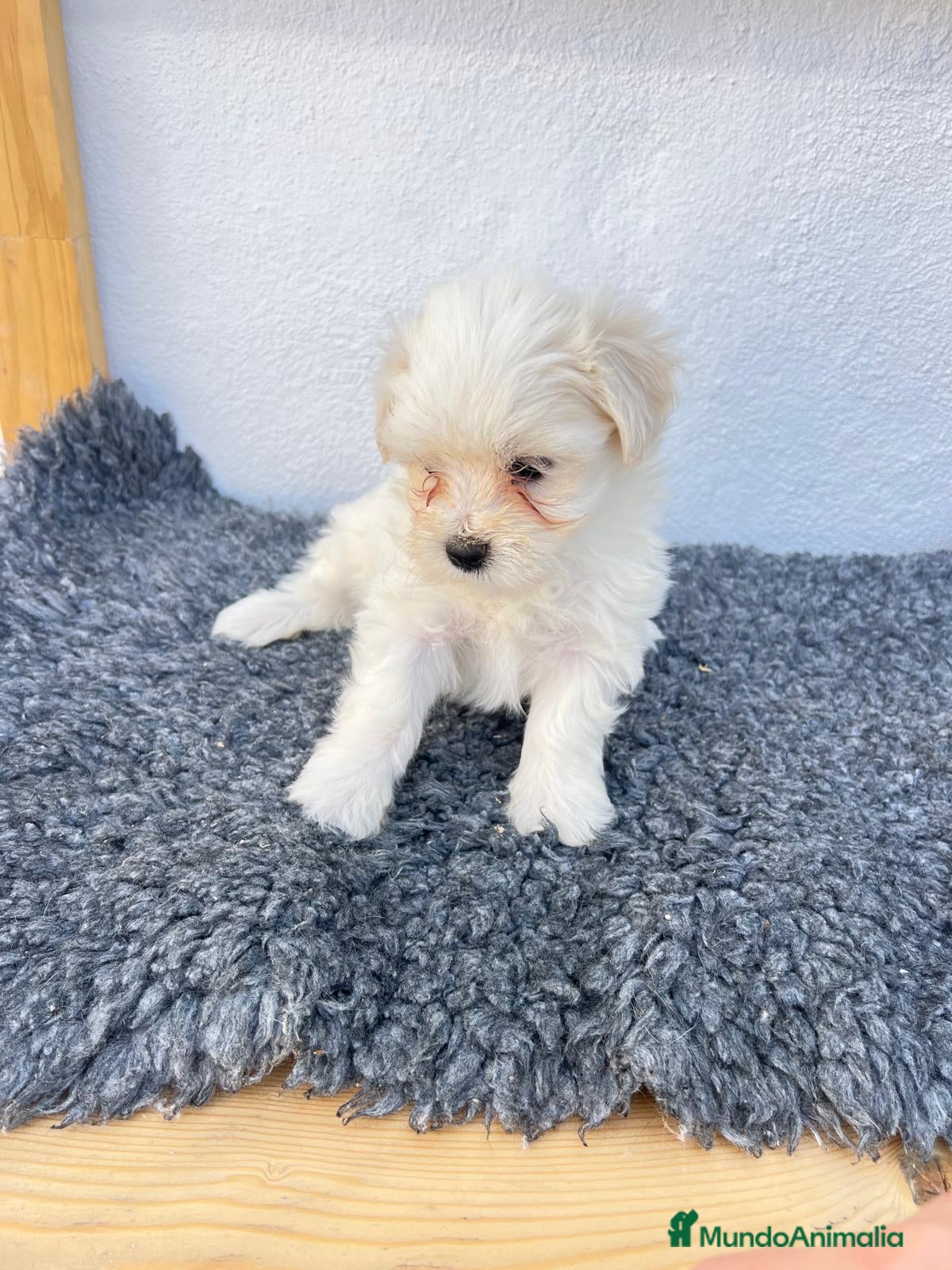 Bichón Maltés perros Cachorros de maltes - Anuncio 2