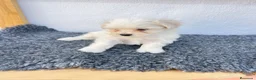 Bichón Maltés perros en venta: Cachorros de maltes - Anuncio 1