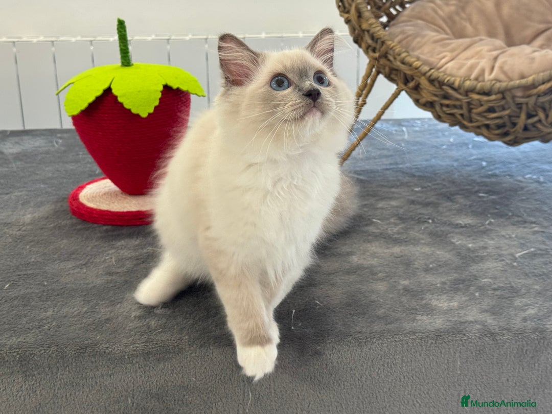 Ragdoll gatos en venta: Camada Ragdoll - Imagen 38