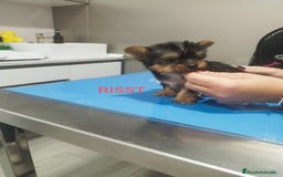 Yorkshire Terrier perros en venta: YORKSHIRE TOY - Imagen 2