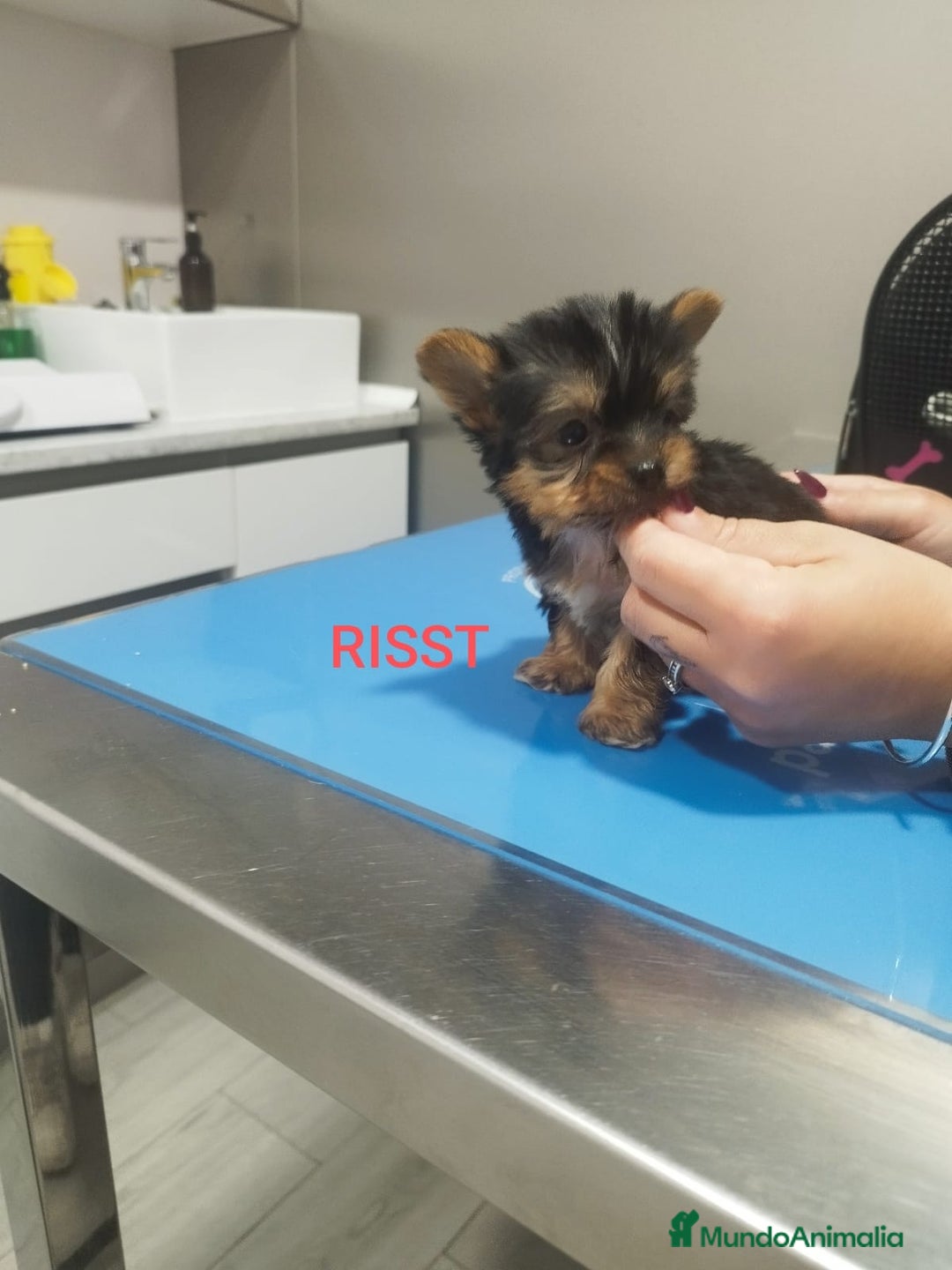 Yorkshire Terrier perros en venta: YORKSHIRE TOY - Imagen 2