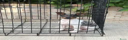 Gos Rater Valencià perros en venta: Cachorra ratera valenciano arlequín  - Anuncio 4