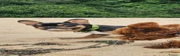 Bulldog Francés perros en venta: Bulldog Francés exóticos hembra en adopción - Anuncio 7