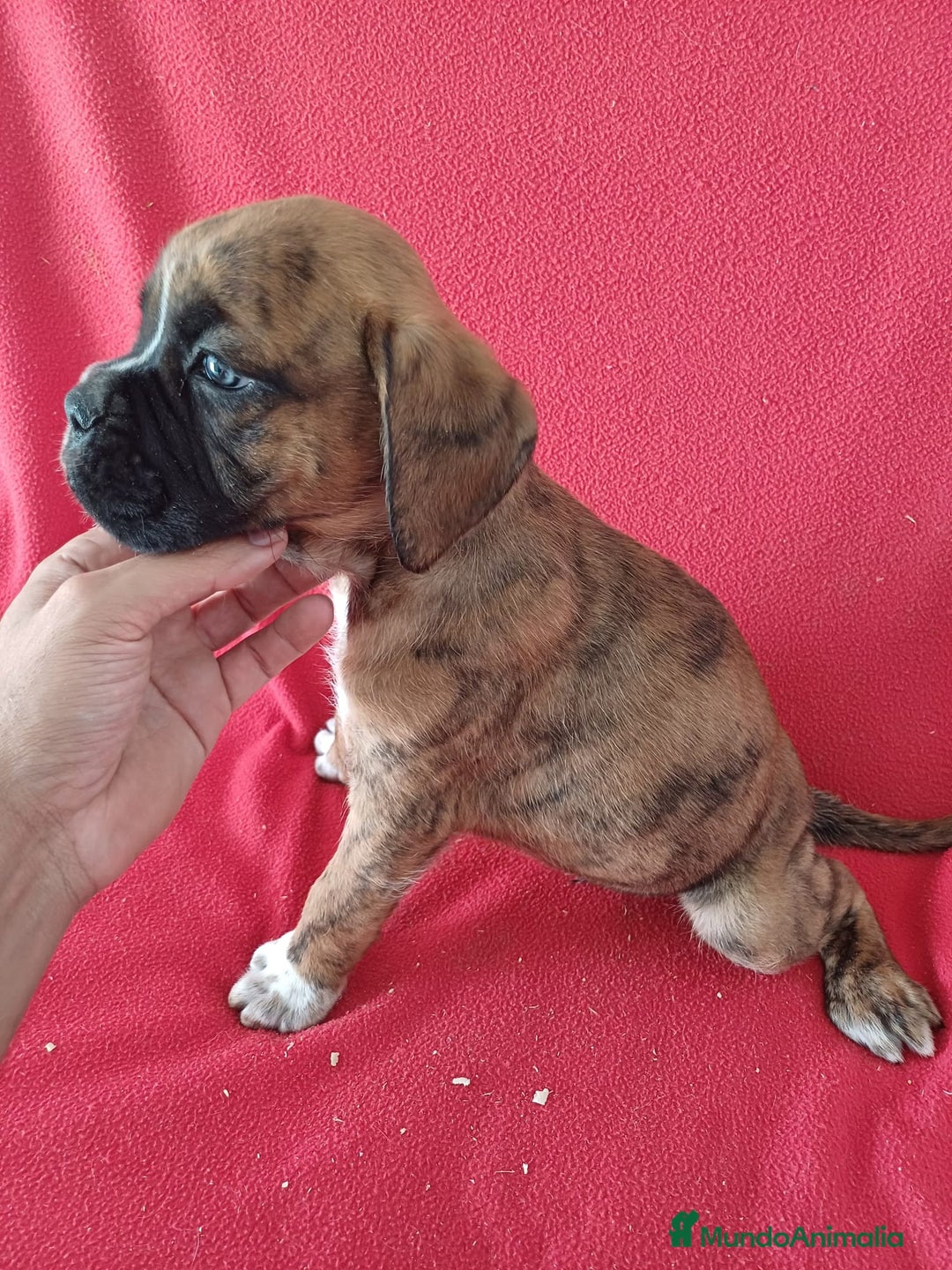 Boxer perros en venta: Boxer  - Imagen 2