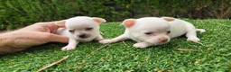 Chihuahua perros en venta: Chihuahuas mini toy - Anuncio 2