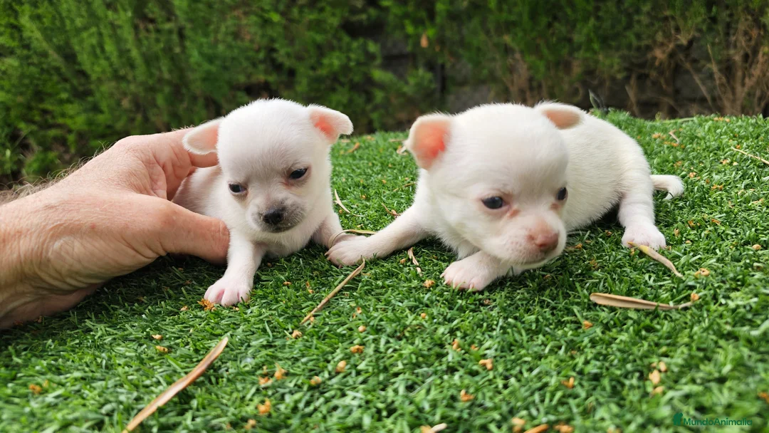 Chihuahua perros en venta: Chihuahuas mini toy - Anuncio 2