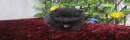 Pomerania perros en venta: Pomerania - Anuncio 5