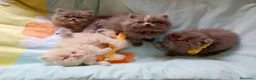 Himalayo gatos en venta: Gatito persa himalayo listo para entregar - Anuncio 13