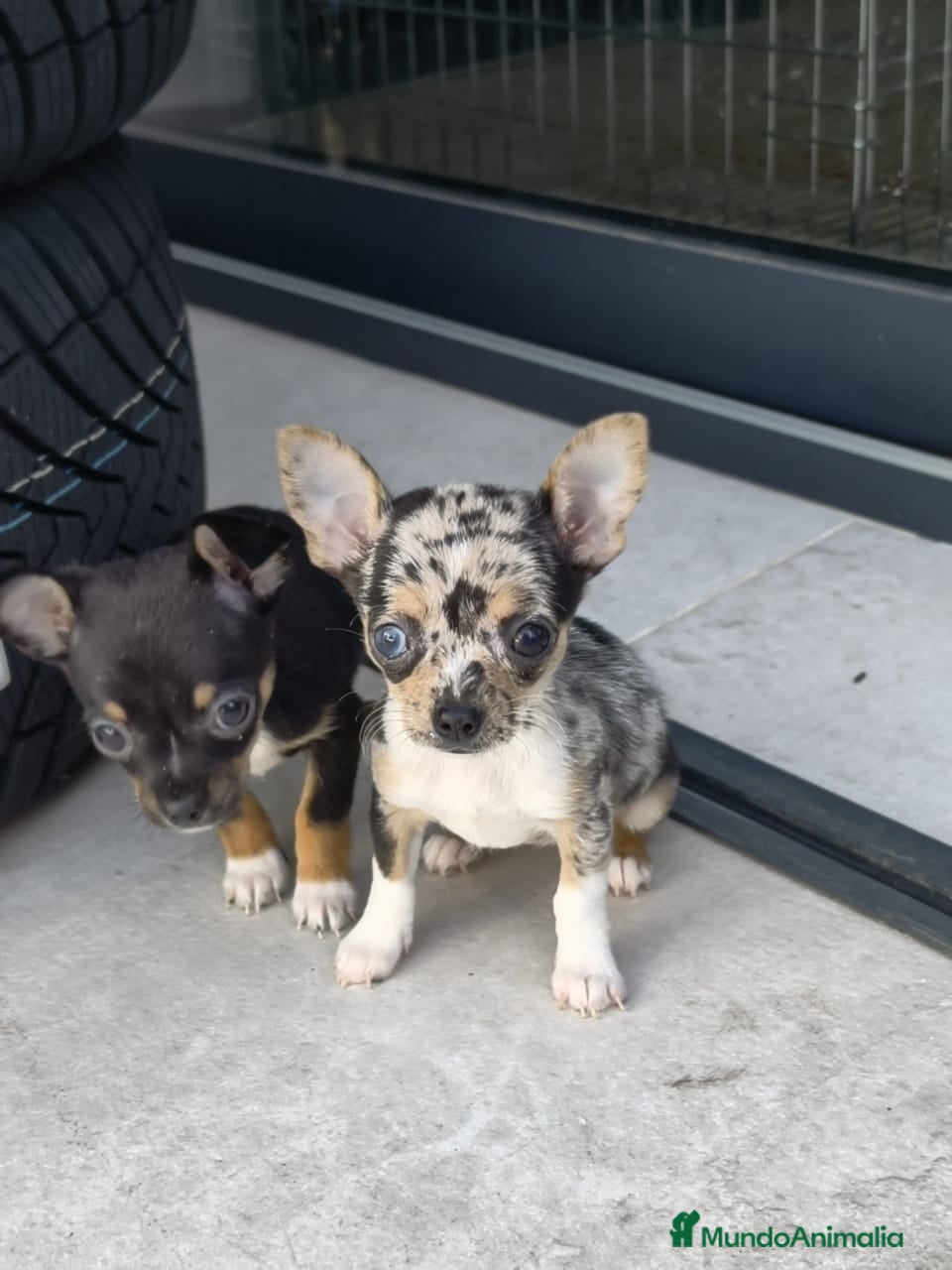 Chihuahua perros Chihuahua mini - Anuncio 1