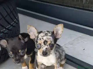 Chihuahua perros Chihuahua mini - Anuncio 1