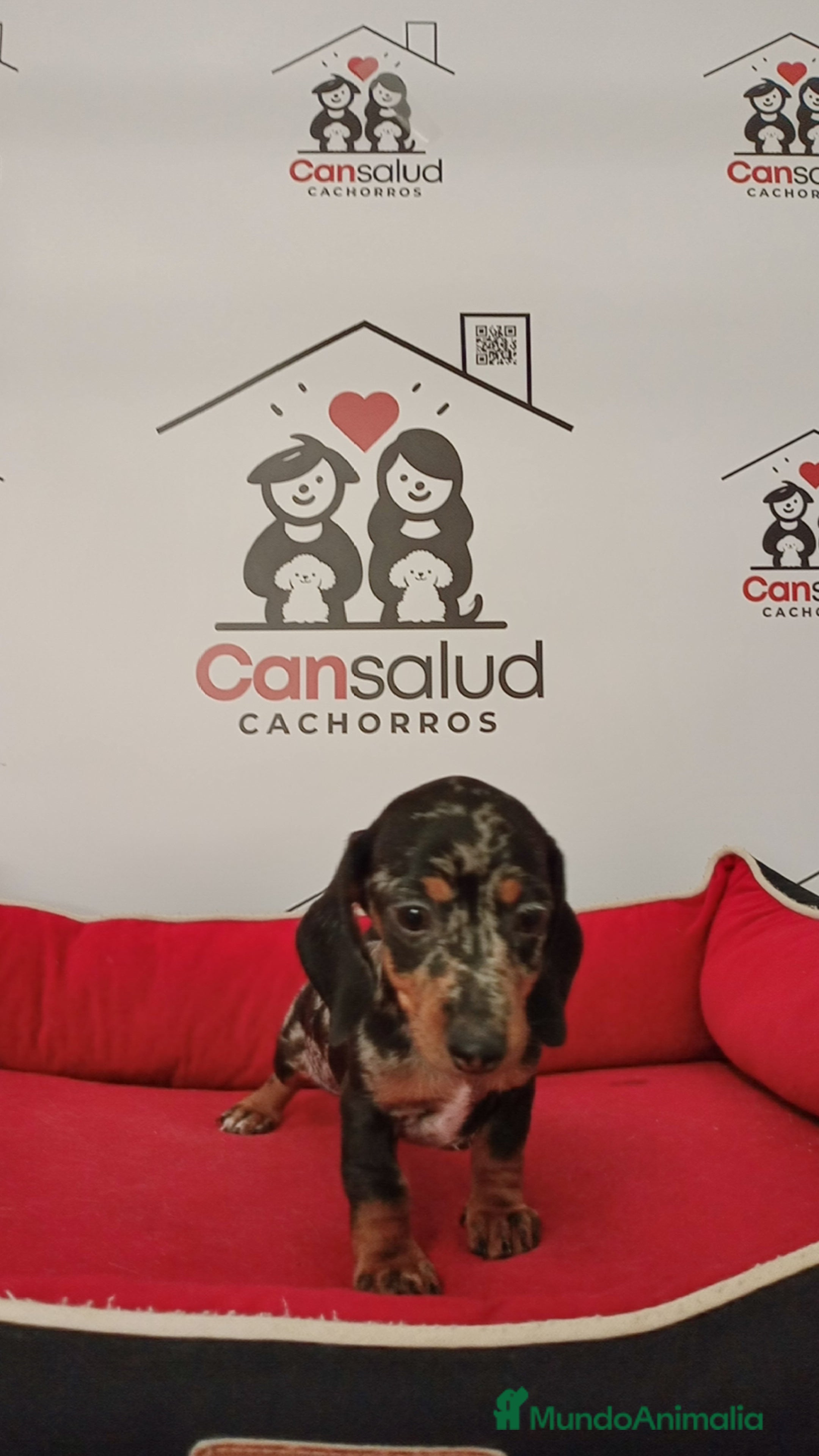 Teckel perros Teckel kanichen - Anuncio 35