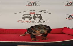 Teckel perros en venta: Teckel kanichen - Imagen 1