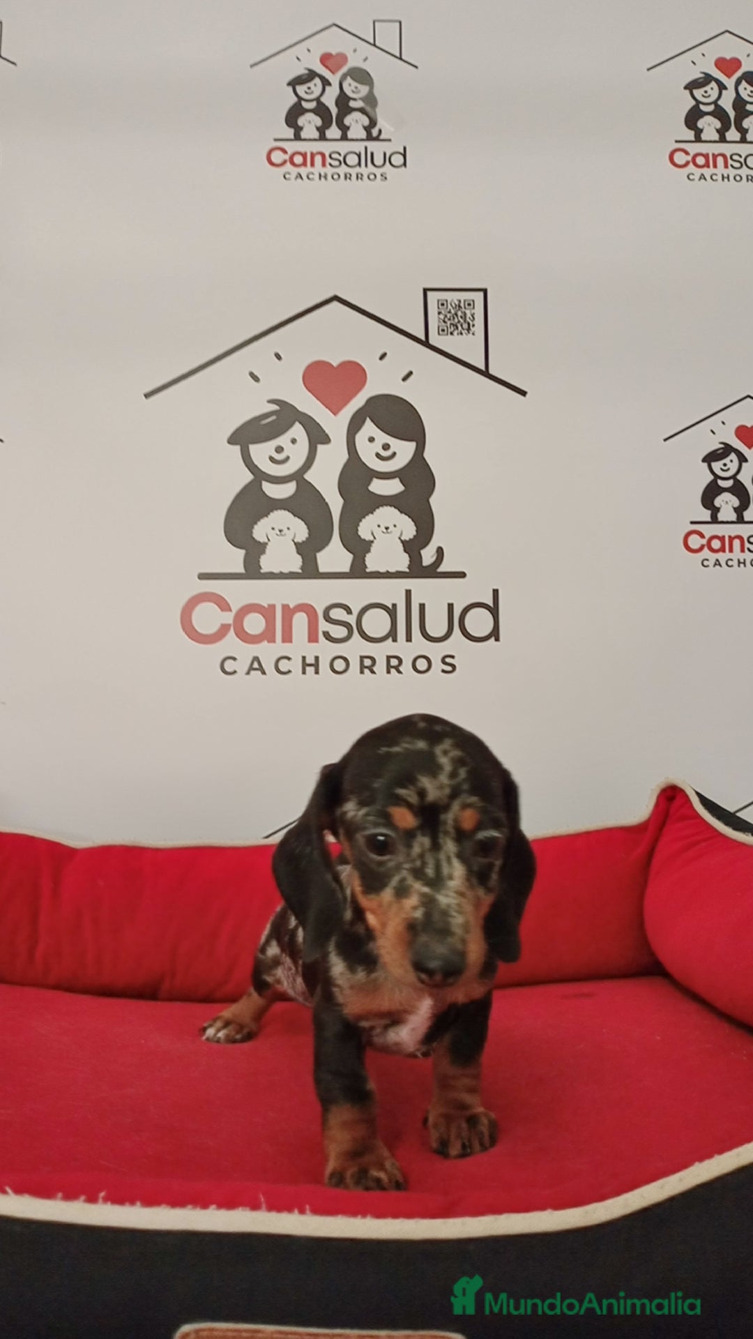 Teckel perros en venta: Teckel kanichen - Imagen 1