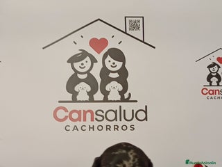 Teckel perros - Anuncio 1