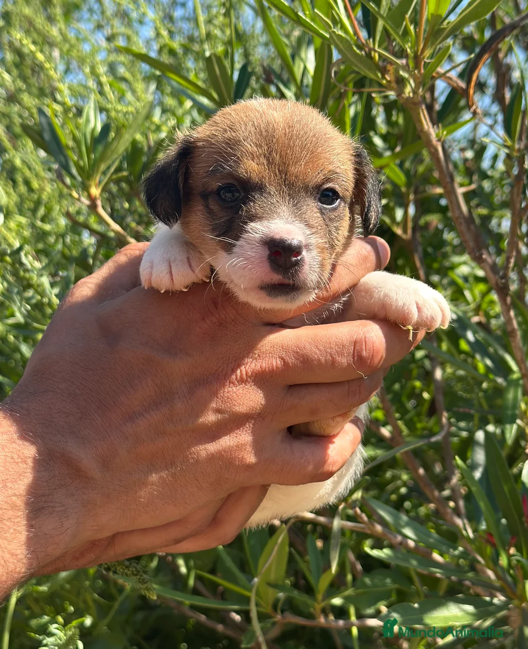 Jack Russell Terrier perros en venta: EXCEPCIONAL JACK RUSSEL BROKEM - Anuncio 3
